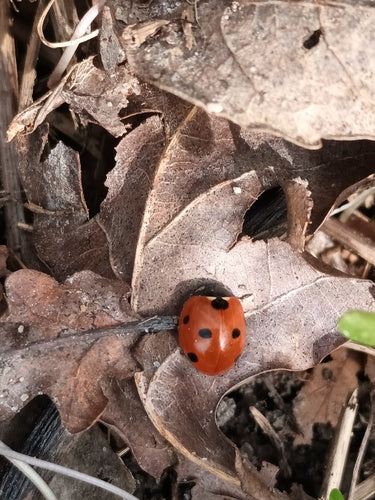 Coccinella a sette macchie — Bild 4