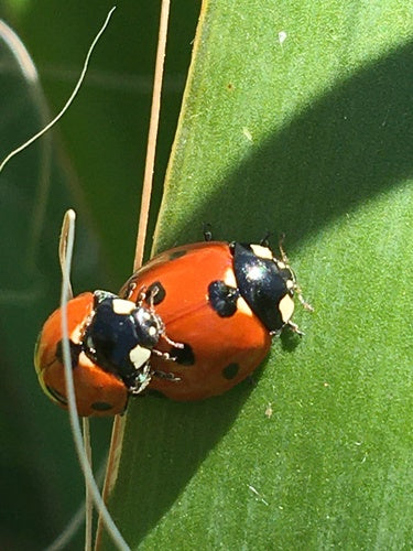 Coccinella a sette macchie — Bild 3