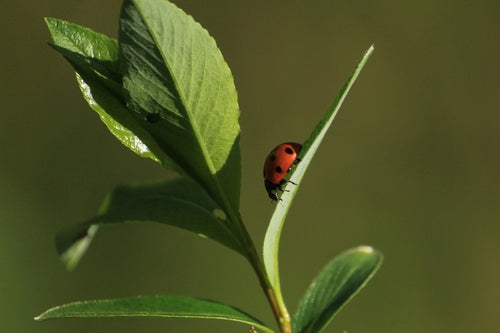 Coccinella a sette macchie — Bild 4