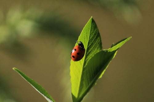 Coccinella a sette macchie — Bild 5