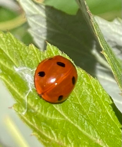Coccinella a sette macchie — Bild 3