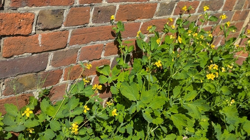 Ghiro — Bild 4