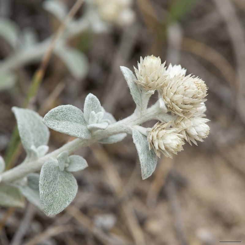 Fiore di paglia d'argento