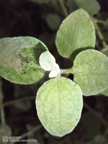 Fiore di paglia d'argento — foto 5 di 9
