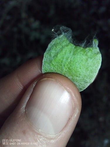 Fiore di paglia d'argento — Bild 5