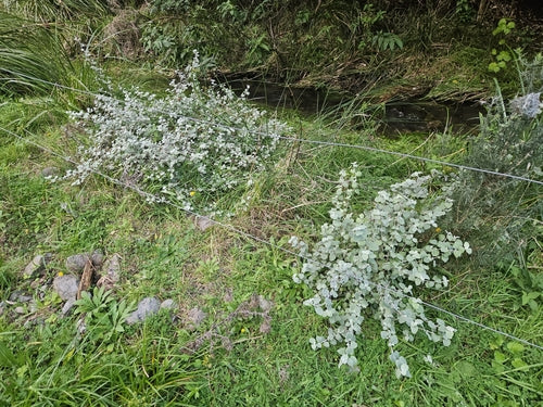 Fiore di paglia d'argento — Bild 4