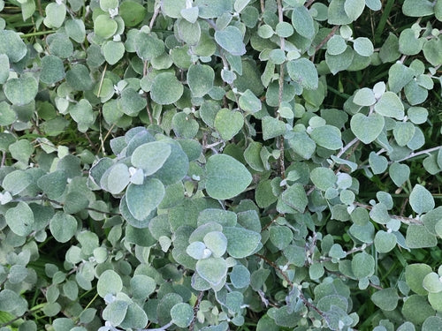 Fiore di paglia d'argento — Bild 3