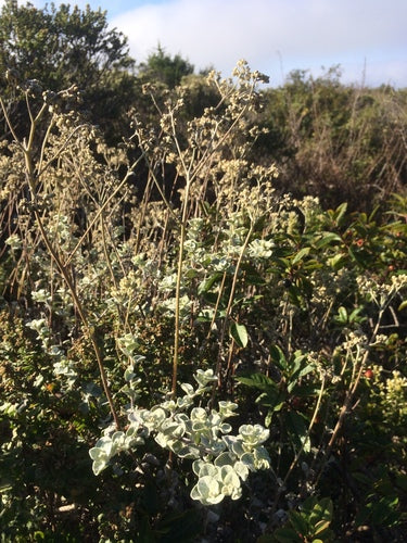 Fiore di paglia d'argento — foto 3 di 9