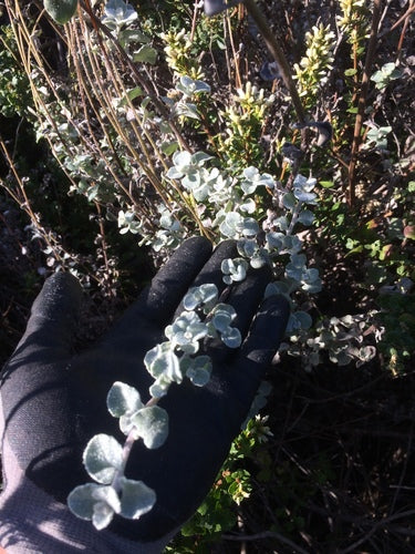 Fiore di paglia d'argento — foto 2 di 9