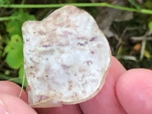 Foglia argento — Bild 2