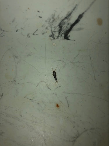 Pesce argentato — Bild 3