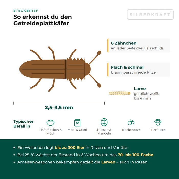 Scheda del silvano dei cereali: 2,5–3,5 mm, piatto, marrone, 6 dentini su ogni lato del pronoto, infesta muesli, farina, frutta secca e mangimi