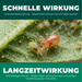 Schnelle Wirkung und Langzeitwirkung: Raubmilbe frisst Spinnmilbe auf dem Blatt