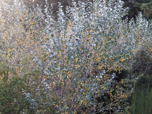 Pioppo bianco — Bild 5