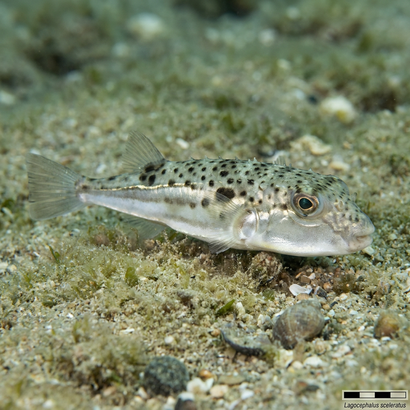 Pesce palla argentato