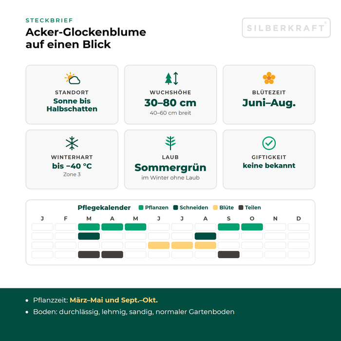 Steckbrief Acker-Glockenblume (Campanula rapunculoides) mit Standort, Wuchshöhe, Winterhärte, Giftigkeit und Pflegekalender