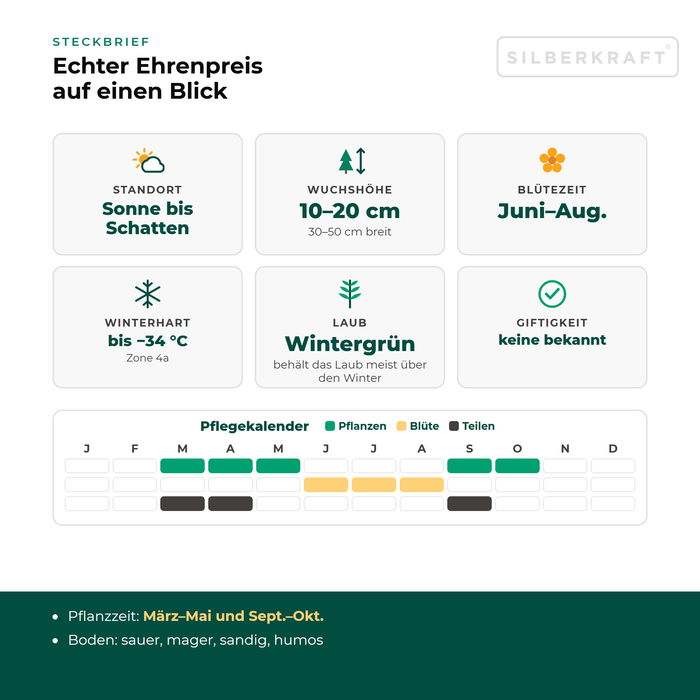 Steckbrief Echter Ehrenpreis (Veronica officinalis) mit Standort, Wuchshöhe, Winterhärte, Giftigkeit und Pflegekalender