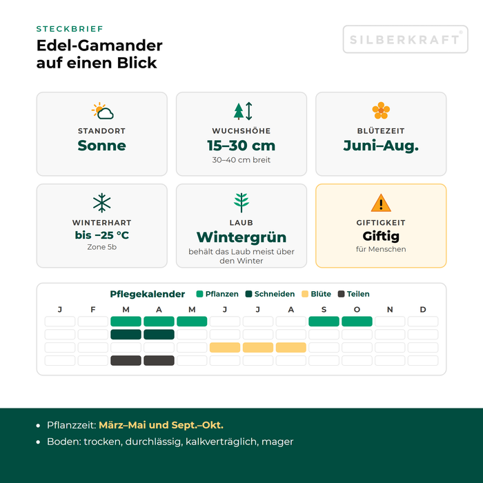 Steckbrief Edel-Gamander (Teucrium chamaedrys) mit Standort, Wuchshöhe, Winterhärte, Giftigkeit und Pflegekalender