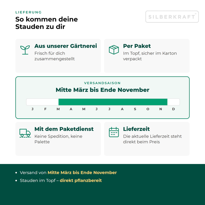 Lieferung Flachblättriger Mannstreu: Paketversand im Topf aus unserer Gärtnerei, Versandsaison Mitte März bis Ende November
