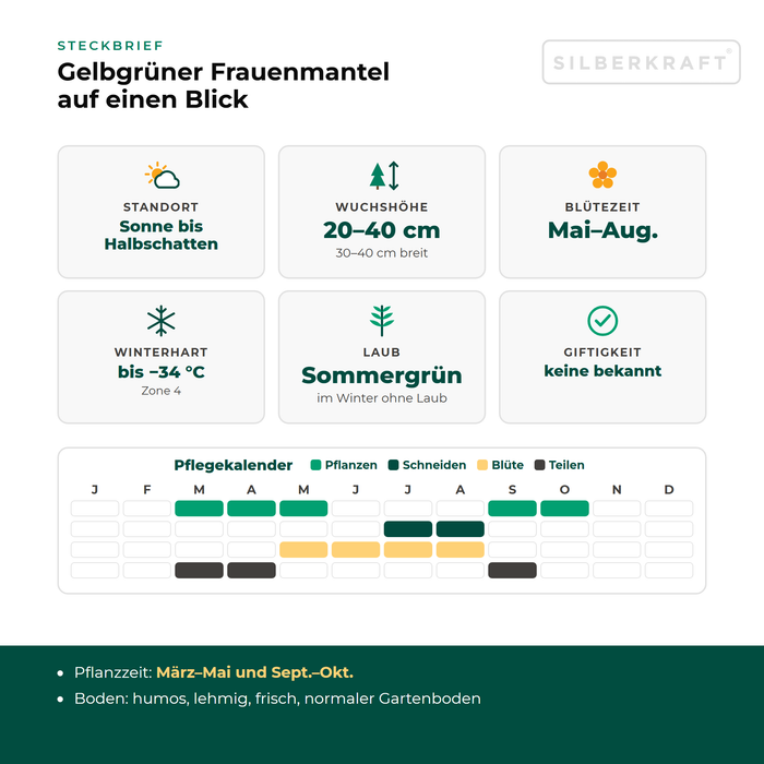 Steckbrief Gelbgrüner Frauenmantel (Alchemilla xanthochlora) mit Standort, Wuchshöhe, Winterhärte, Giftigkeit und Pflegekalender