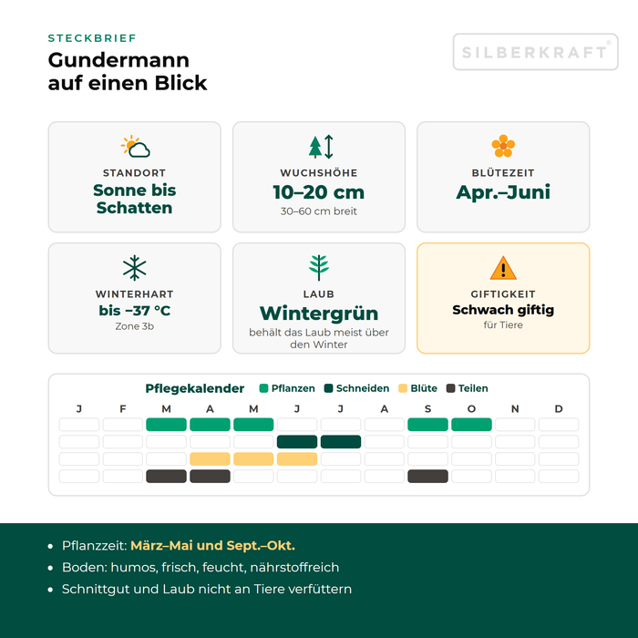 Steckbrief Gundermann (Glechoma hederacea) mit Standort, Wuchshöhe, Winterhärte, Giftigkeit und Pflegekalender