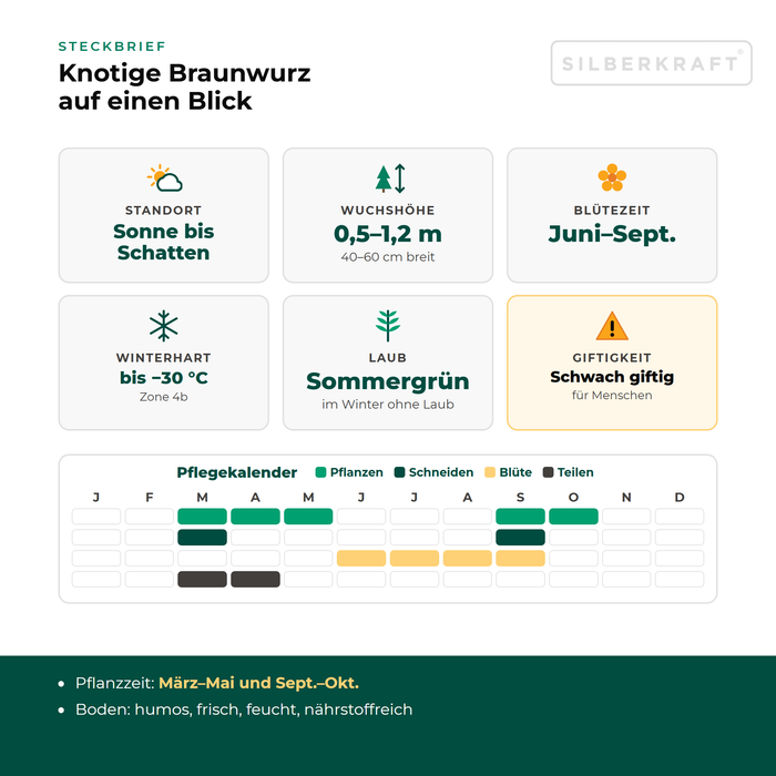 Steckbrief Knotige Braunwurz (Scrophularia nodosa) mit Standort, Wuchshöhe, Winterhärte, Giftigkeit und Pflegekalender