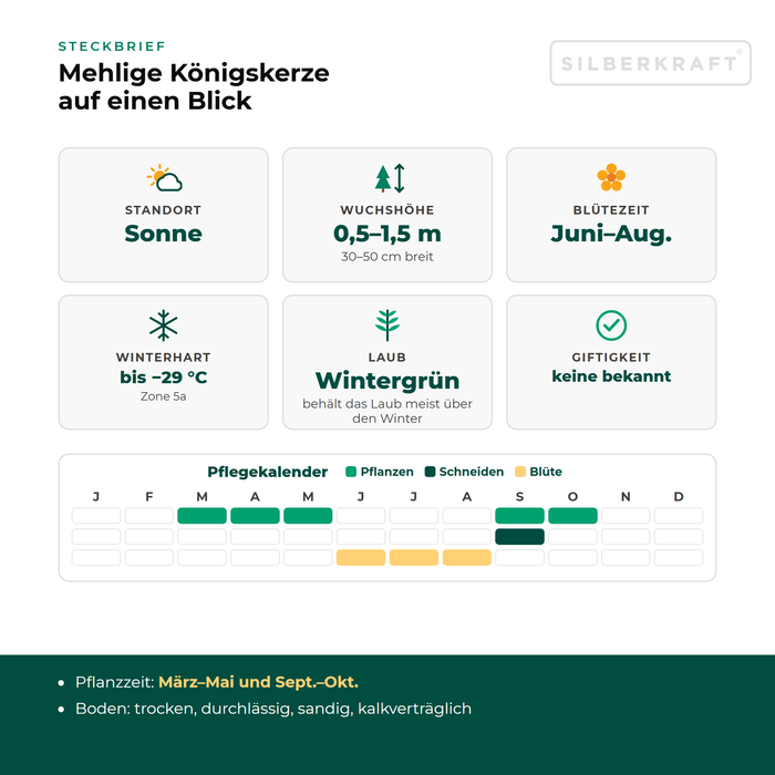 Steckbrief Mehlige Königskerze (Verbascum lychnitis) mit Standort, Wuchshöhe, Winterhärte, Giftigkeit und Pflegekalender