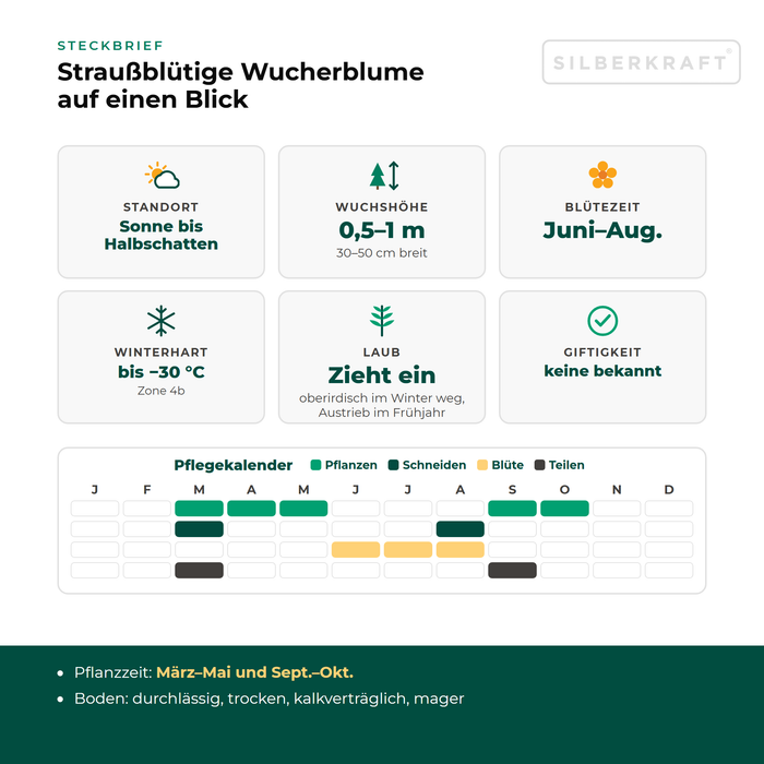 Steckbrief Straußblütige Wucherblume (Tanacetum corymbosum) mit Standort, Wuchshöhe, Winterhärte, Giftigkeit und Pflegekalender