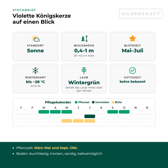 Steckbrief Violette Königskerze (Verbascum phoeniceum) mit Standort, Wuchshöhe, Winterhärte, Giftigkeit und Pflegekalender