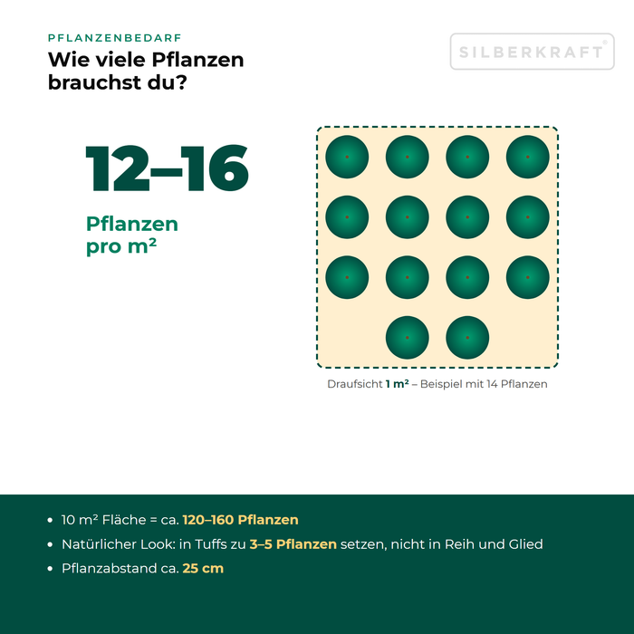Pflanzenbedarf Wiesen-Kümmel (Carum carvi): 12–16 Pflanzen pro m², 10 m² Fläche = ca. 120–160 Pflanzen