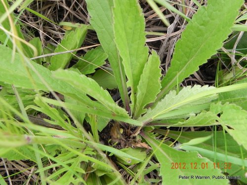 Scabio — Bild 2