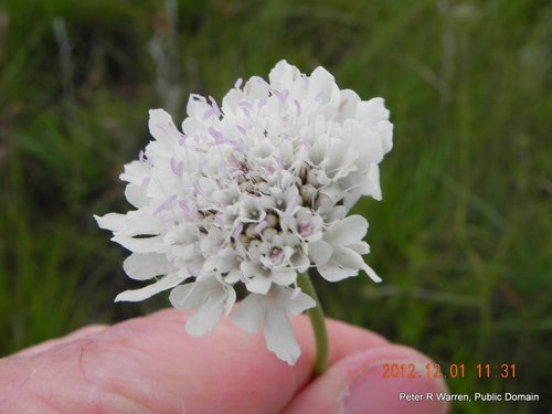 Scabio — Bild 5