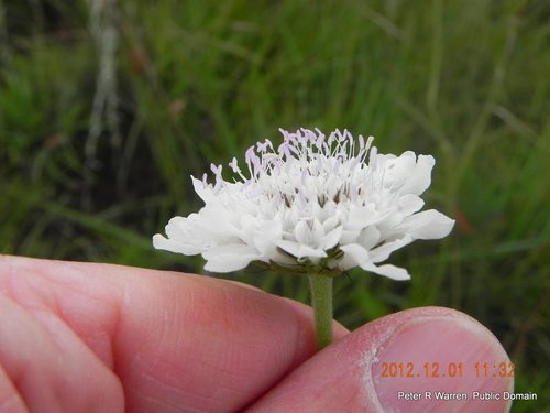 Scabio — Bild 4