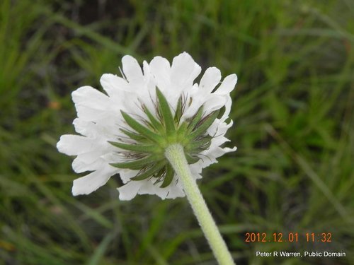 Scabio — Bild 3