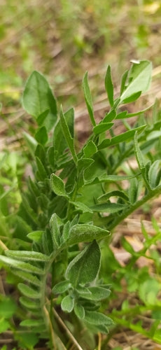 Fiordaliso scabio — Bild 4
