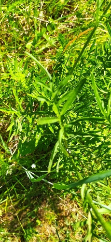 Fiordaliso scabio — Bild 5