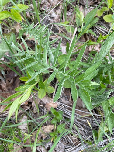 Fiordaliso scabio — foto 5 di 12