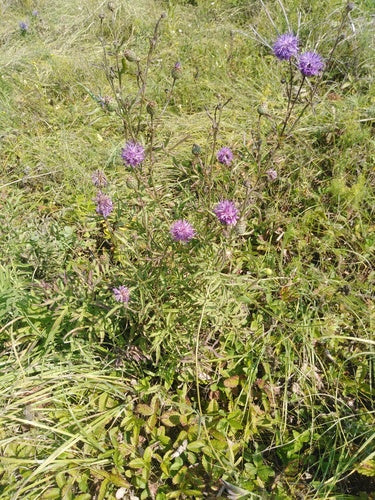 Fiordaliso scabio — Bild 2