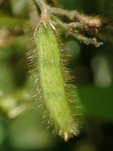 soia — Bild 4