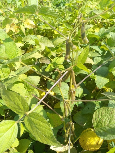 soia — Bild 2