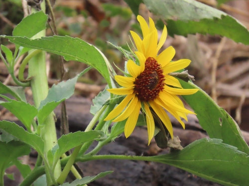 Girasoli — Bild 5