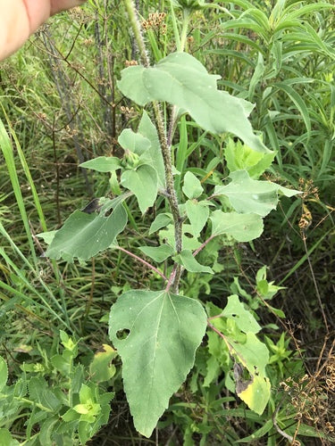 Girasoli — Bild 4