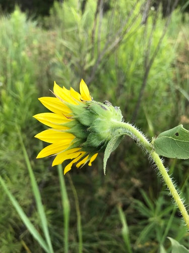 Girasoli — Bild 3