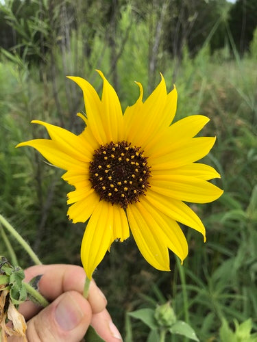 Girasoli — Bild 2