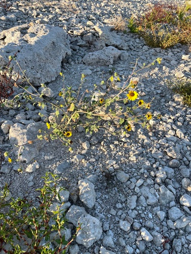 Girasoli — Bild 4