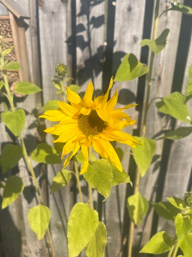 Girasoli — Bild 1