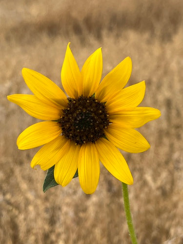 Girasoli — Bild 2