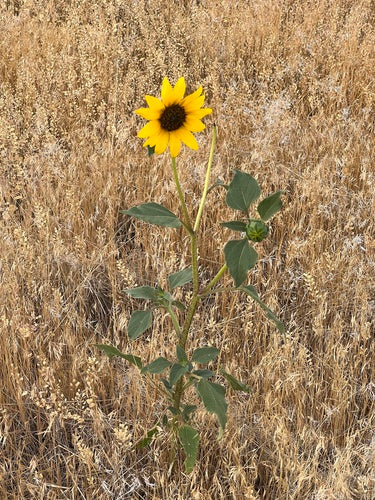 Girasoli — Bild 3