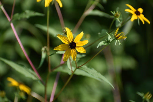 Echinacea — Bild 4