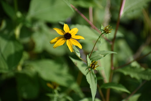Echinacea — Bild 3